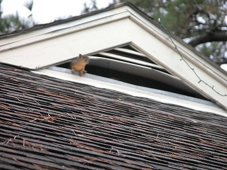 Squirrels Cavorting in the Attic Central VA Roofing Contractor