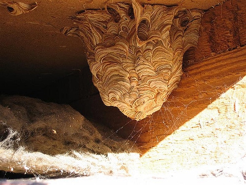 Wasp Nest in Attic Central VA Roofing Contractor