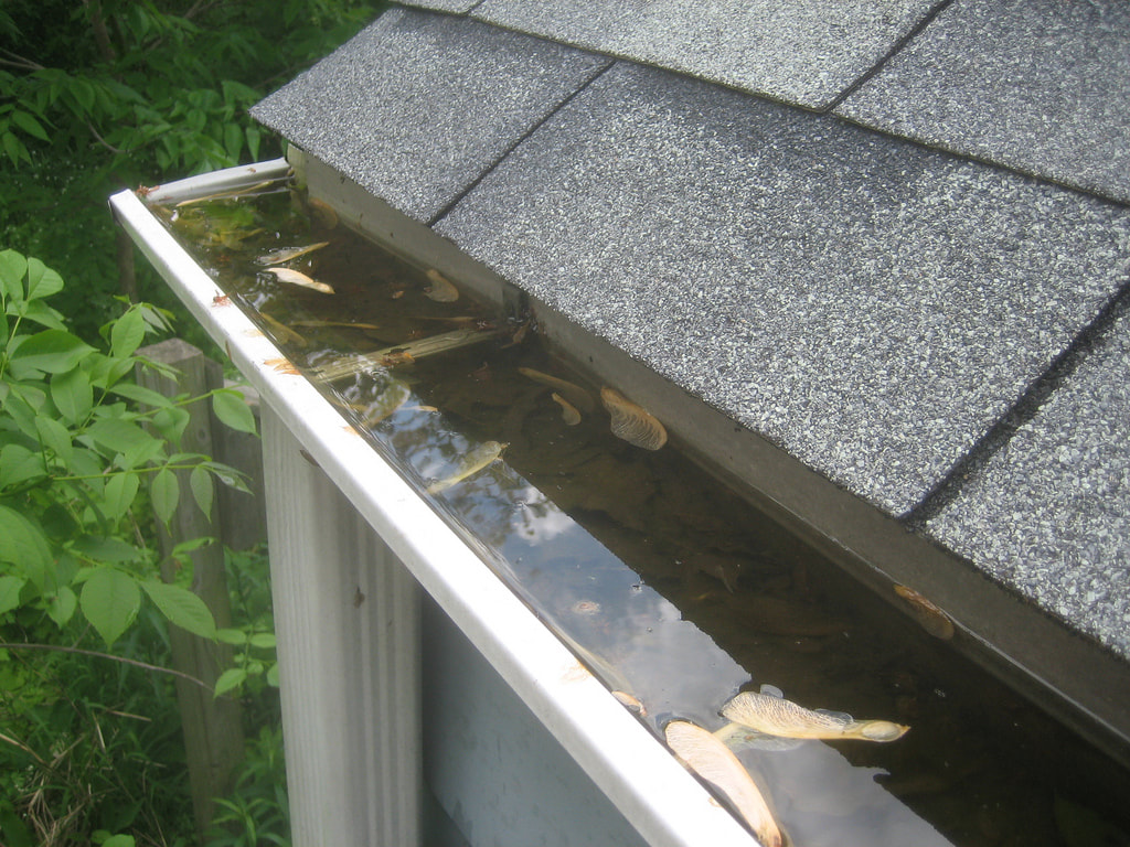 Gutter Clogged with Debris