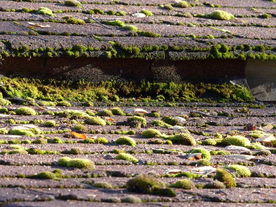 Old Roof Covered in Moss Needs Replacement