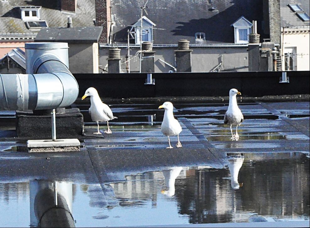 Seagulls on Flat Roof Damaged by Ponding Central VA Roofing Contractor